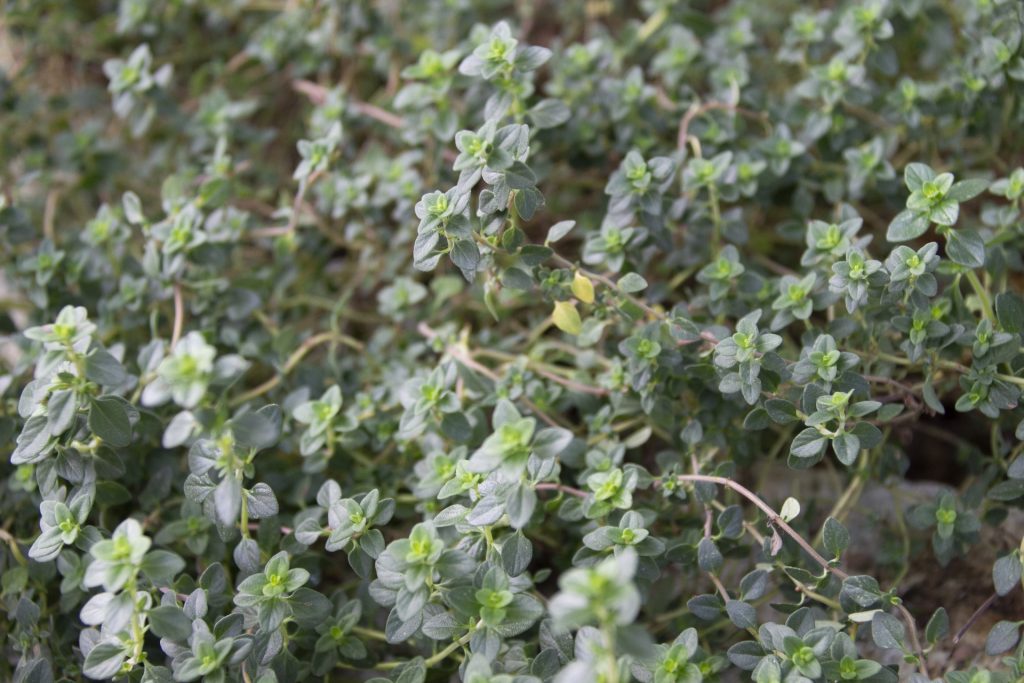 花が咲いている植物

自動的に生成された説明