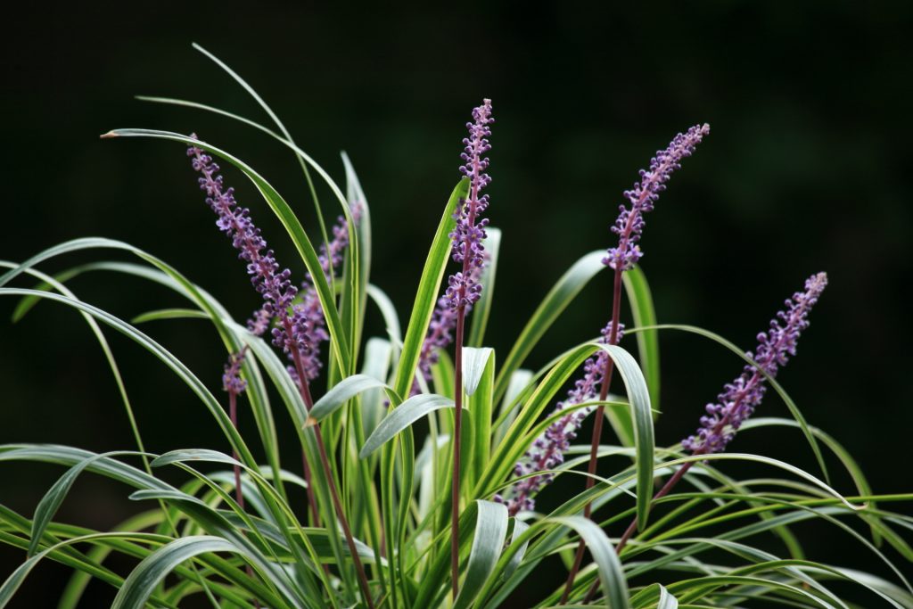 花が咲いている植物

自動的に生成された説明