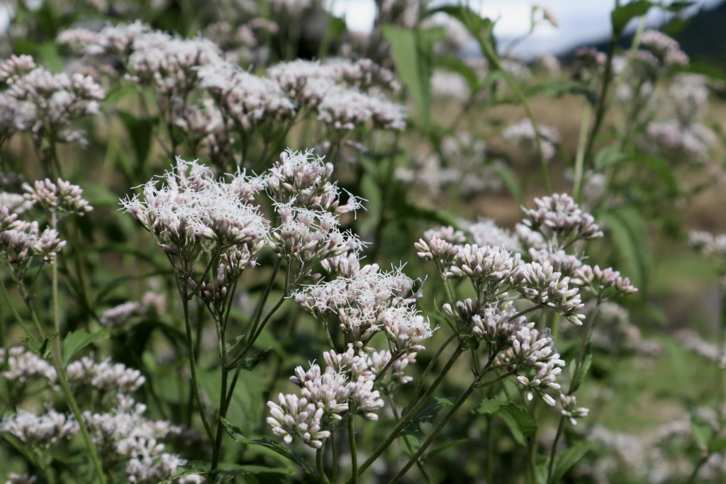 花が咲いている植物

自動的に生成された説明