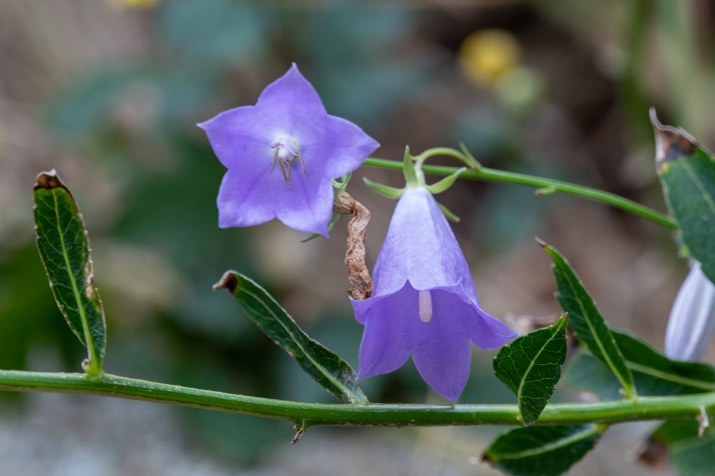 花が咲いている植物

自動的に生成された説明