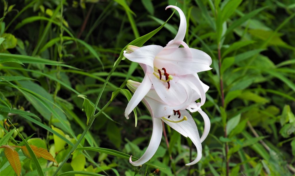 草の上にある花

自動的に生成された説明