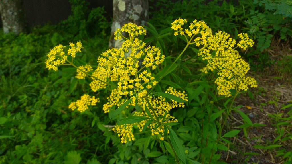 草の花

自動的に生成された説明